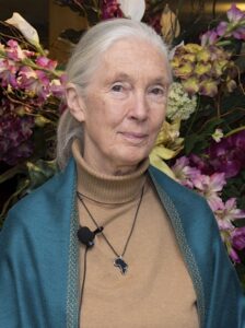 Die Primatologin Jane Goodall beobachtet in den 1960er Jahren einen Schimpansen im Gombe-Stream-Reservat in Tansania.