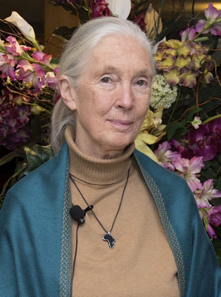 Die Primatologin Jane Goodall beobachtet in den 1960er Jahren einen Schimpansen im Gombe-Stream-Reservat in Tansania.